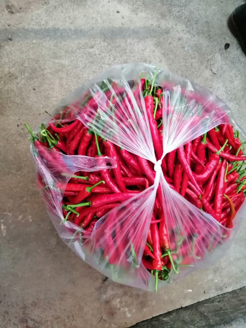 红辣椒，山地露天辣椒