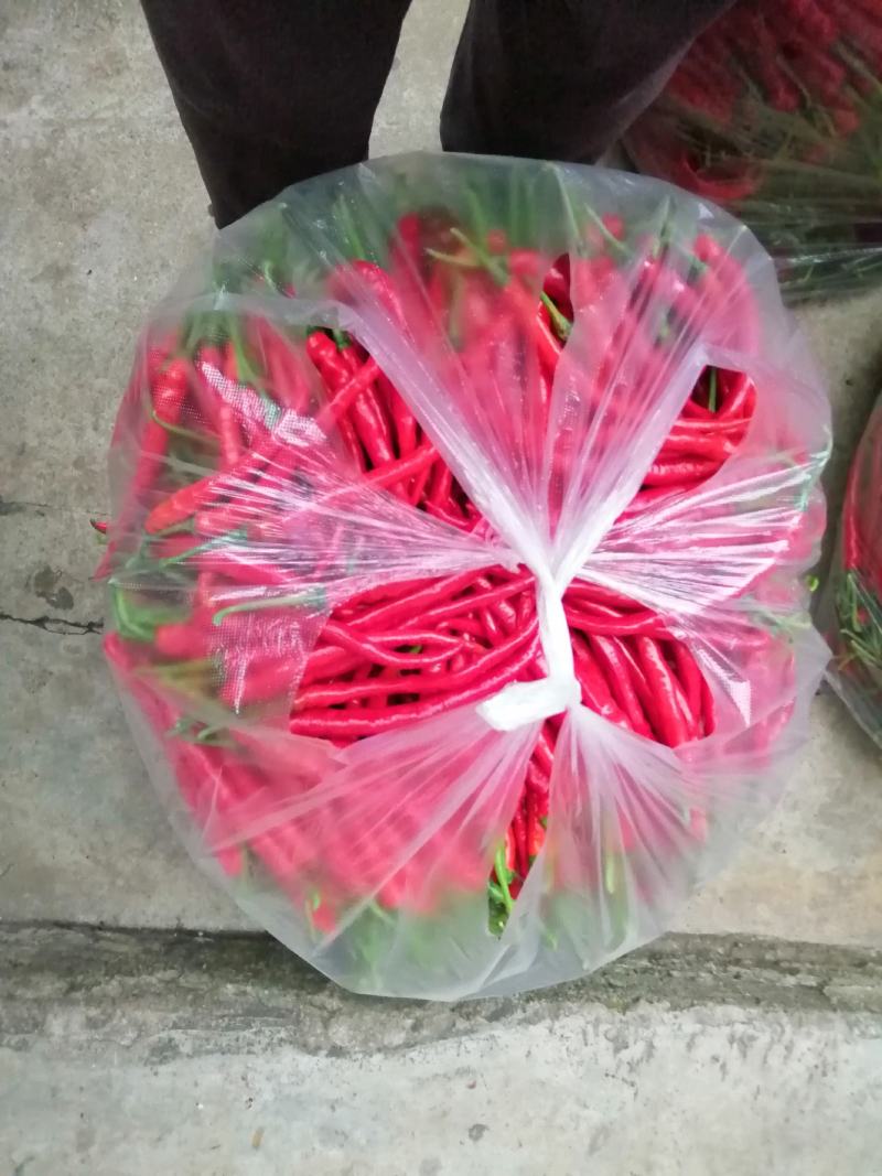 红辣椒，山地露天辣椒