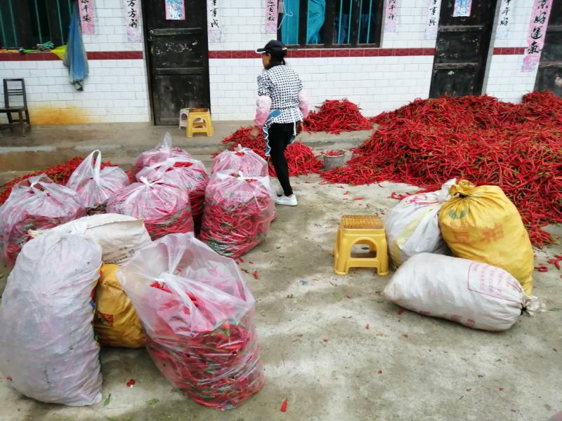 红辣椒，山地露天辣椒