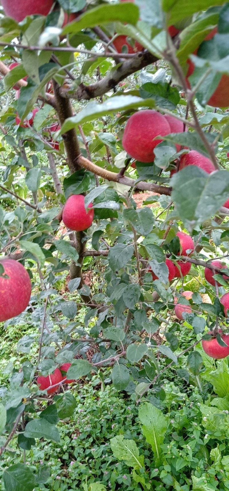 盐源苹果，大凉山丑苹果，四川糖心苹果支持批发零售代办