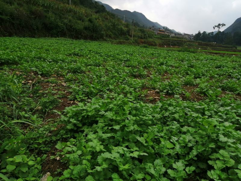 香菜大叶泰国进口，露地