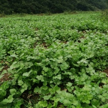 香菜大叶泰国进口，露地