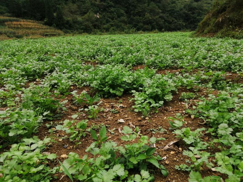 香菜大叶泰国进口，露地