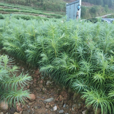 丘北泽森苗木种植农民专业合作社