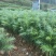 丘北泽森苗木种植农民专业合作社
