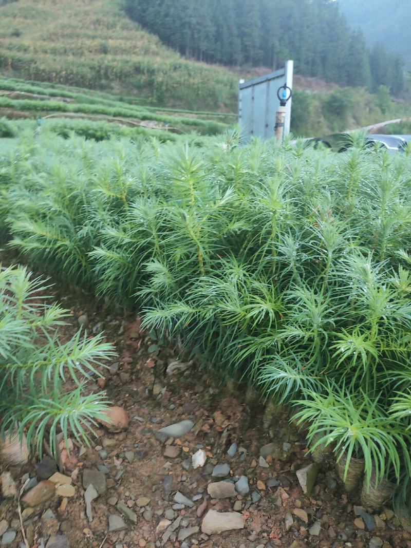 丘北泽森苗木种植农民专业合作社