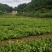 丘北泽森苗木种植农民专业合作社