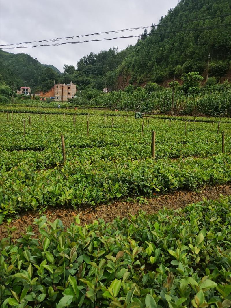 丘北泽森苗木种植农民专业合作社