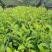 丘北泽森苗木种植农民专业合作社