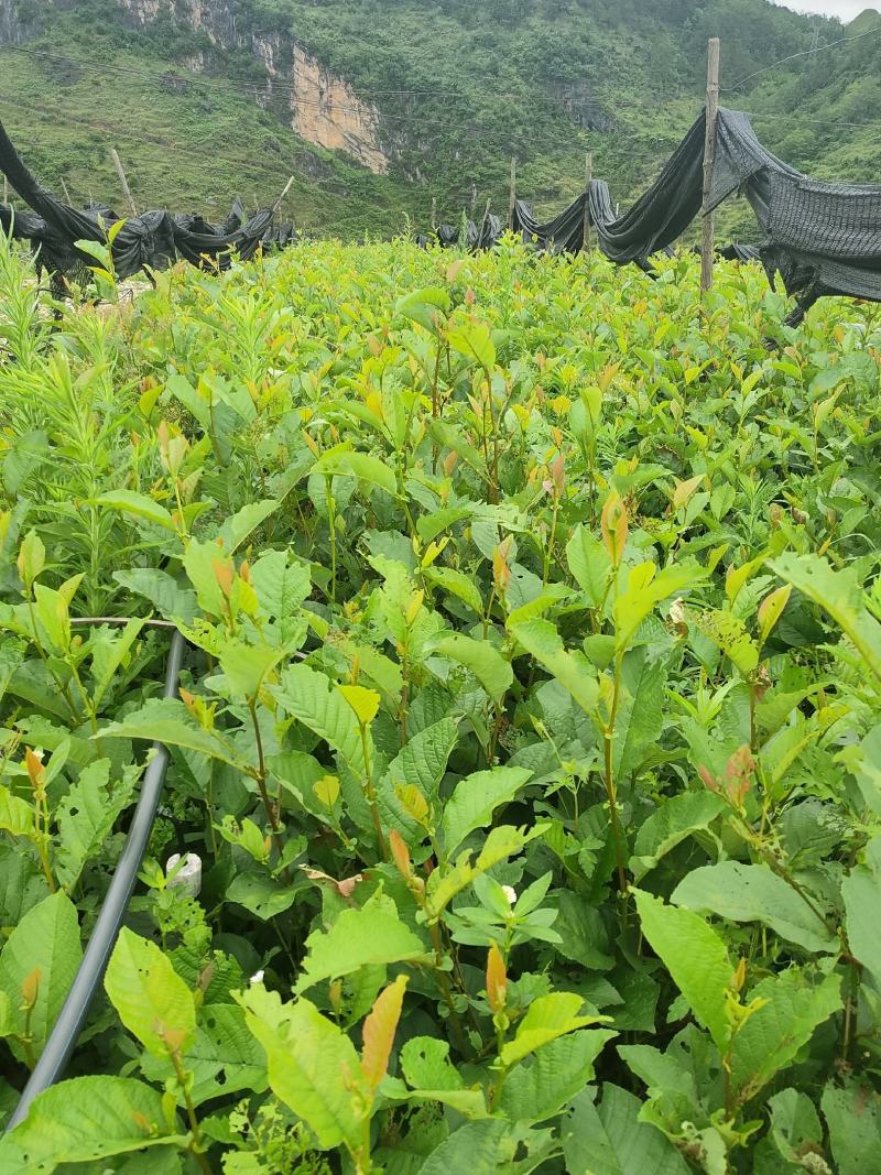 丘北泽森苗木种植农民专业合作社