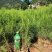 丘北泽森苗木种植农民专业合作社
