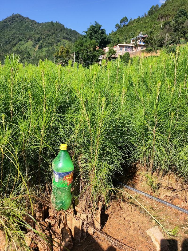 丘北泽森苗木种植农民专业合作社