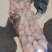 雪川红红皮黄心土豆无虫眼无机械伤一对一检工筛选
