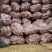 雪川红红皮黄心土豆无虫眼无机械伤一对一检工筛选