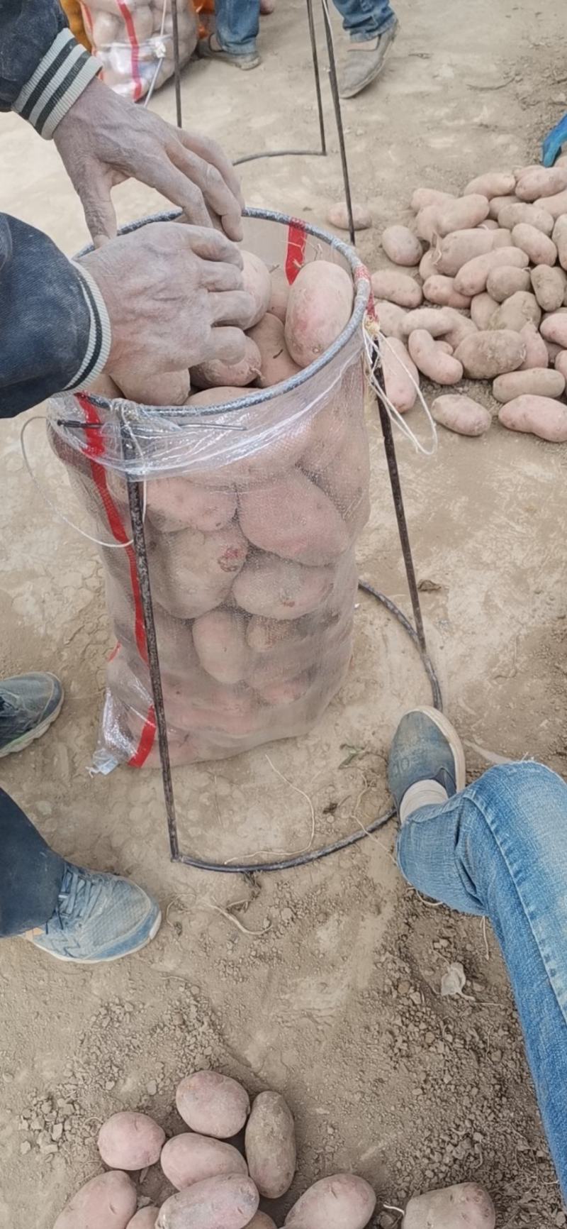 雪川红红皮黄心土豆无虫眼无机械伤一对一检工筛选