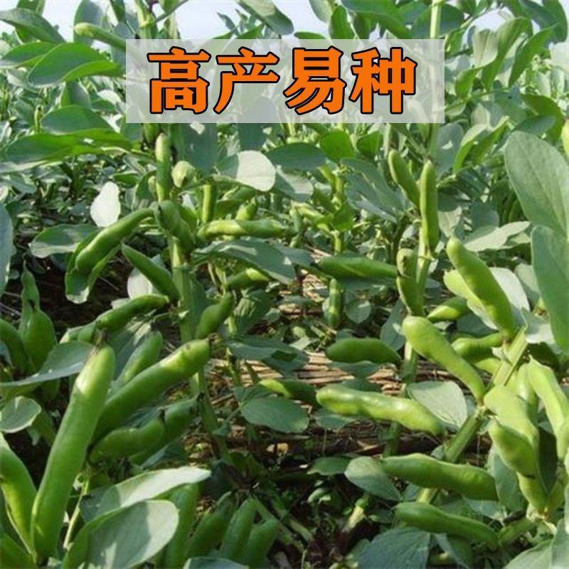 高产蚕豆种子特大罗汉豆种籽春秋冬季播种耐寒胡豆籽农家蔬菜