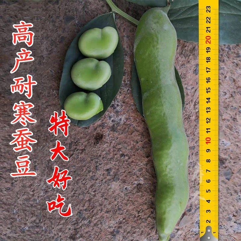 高产蚕豆种子特大罗汉豆种籽春秋冬季播种耐寒胡豆籽农家蔬菜