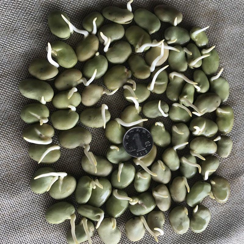 高产蚕豆种子特大罗汉豆种籽春秋冬季播种耐寒胡豆籽农家蔬菜