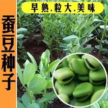 高产蚕豆种子特大罗汉豆种籽春秋冬季播种耐寒胡豆籽农家蔬菜