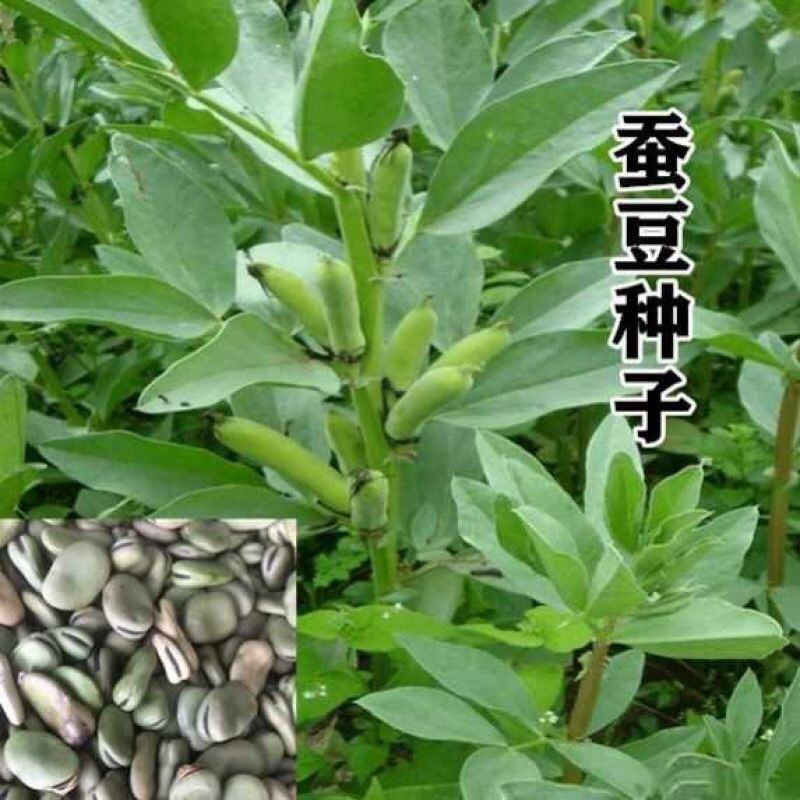 高产蚕豆种子特大罗汉豆种籽春秋冬季播种耐寒胡豆籽农家蔬菜
