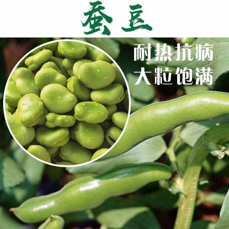 高产蚕豆种子特大罗汉豆种籽春秋冬季播种耐寒胡豆籽农家蔬菜