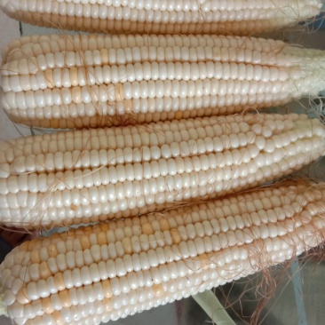 鲜糯玉米，口感香，甜糯