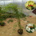 木香花苗,基地大量批发黄木香,红木香,白木香花带土球发货