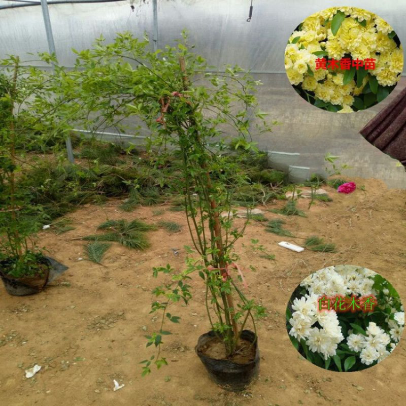 木香花苗，基地大量批发黄木香，红木香，白木香花带土球发货
