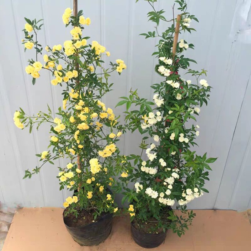 木香花苗，基地大量批发黄木香，红木香，白木香花带土球发货