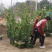 木香花苗,基地大量批发黄木香,红木香,白木香花带土球发货