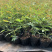 木香花苗,基地大量批发黄木香,红木香,白木香花带土球发货