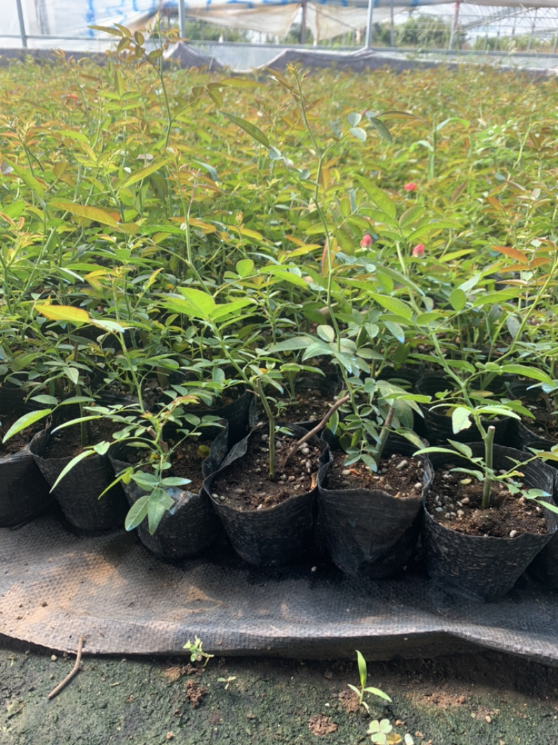 木香花苗，基地大量批发黄木香，红木香，白木香花带土球发货