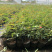 木香花苗,基地大量批发黄木香,红木香,白木香花带土球发货