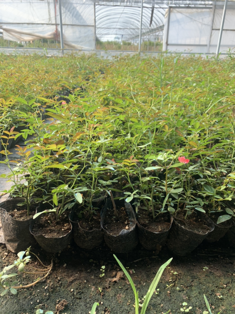 木香花苗，基地大量批发黄木香，红木香，白木香花带土球发货
