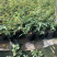 木香花苗,基地大量批发黄木香,红木香,白木香花带土球发货