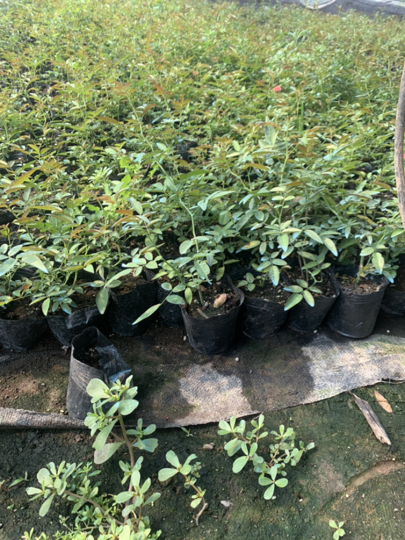 木香花苗，基地大量批发黄木香，红木香，白木香花带土球发货
