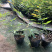 木香花苗,基地大量批发黄木香,红木香,白木香花带土球发货