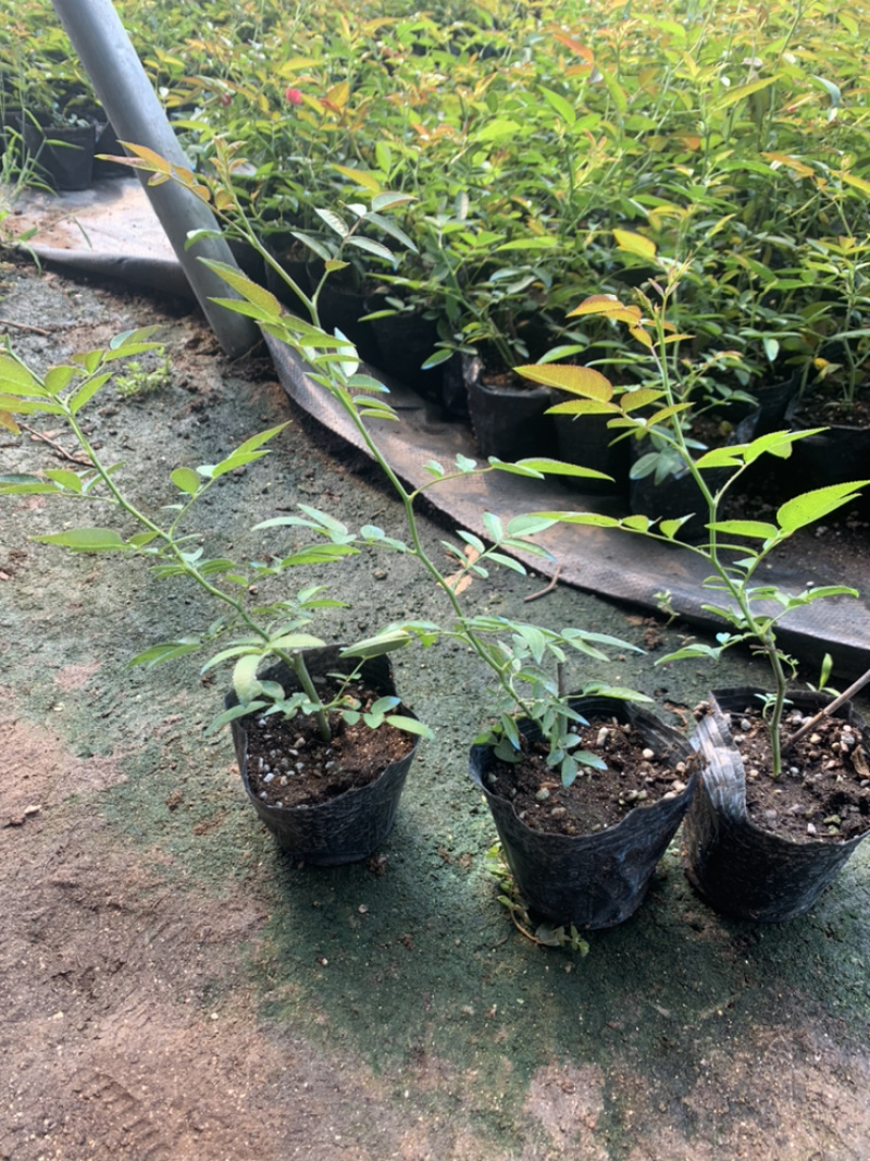 木香花苗，基地大量批发黄木香，红木香，白木香花带土球发货