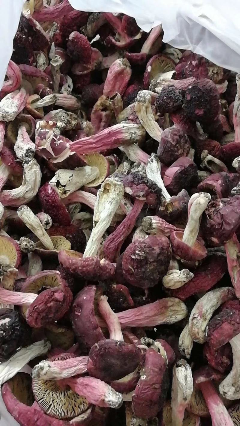 云南腾冲老深山野生红菇