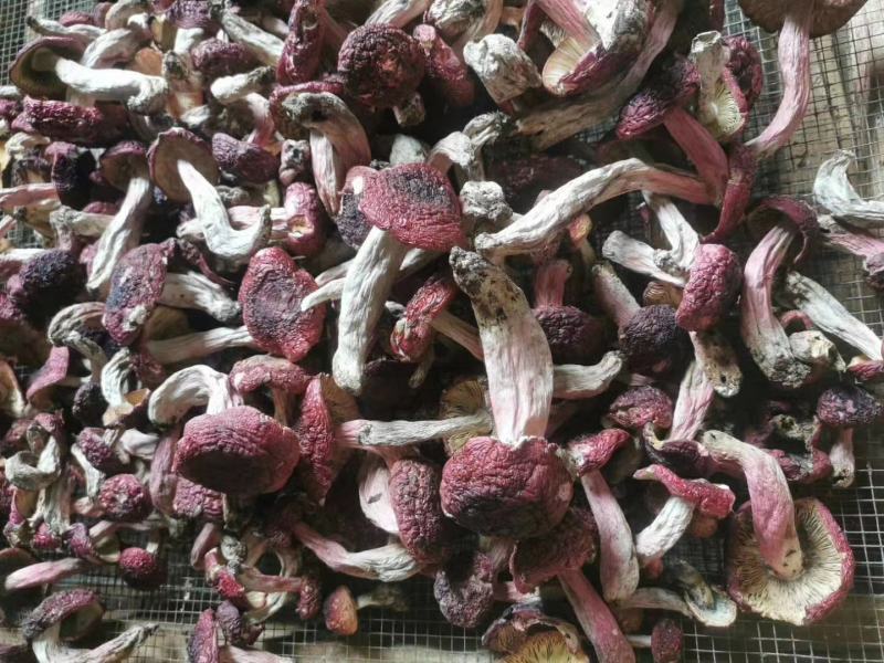 云南腾冲老深山野生红菇