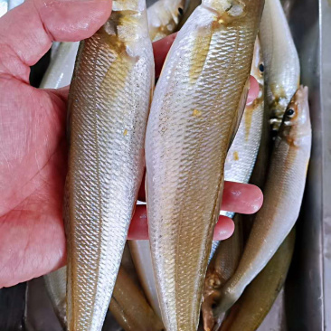 码头新鲜海捕大沙尖鱼批发
