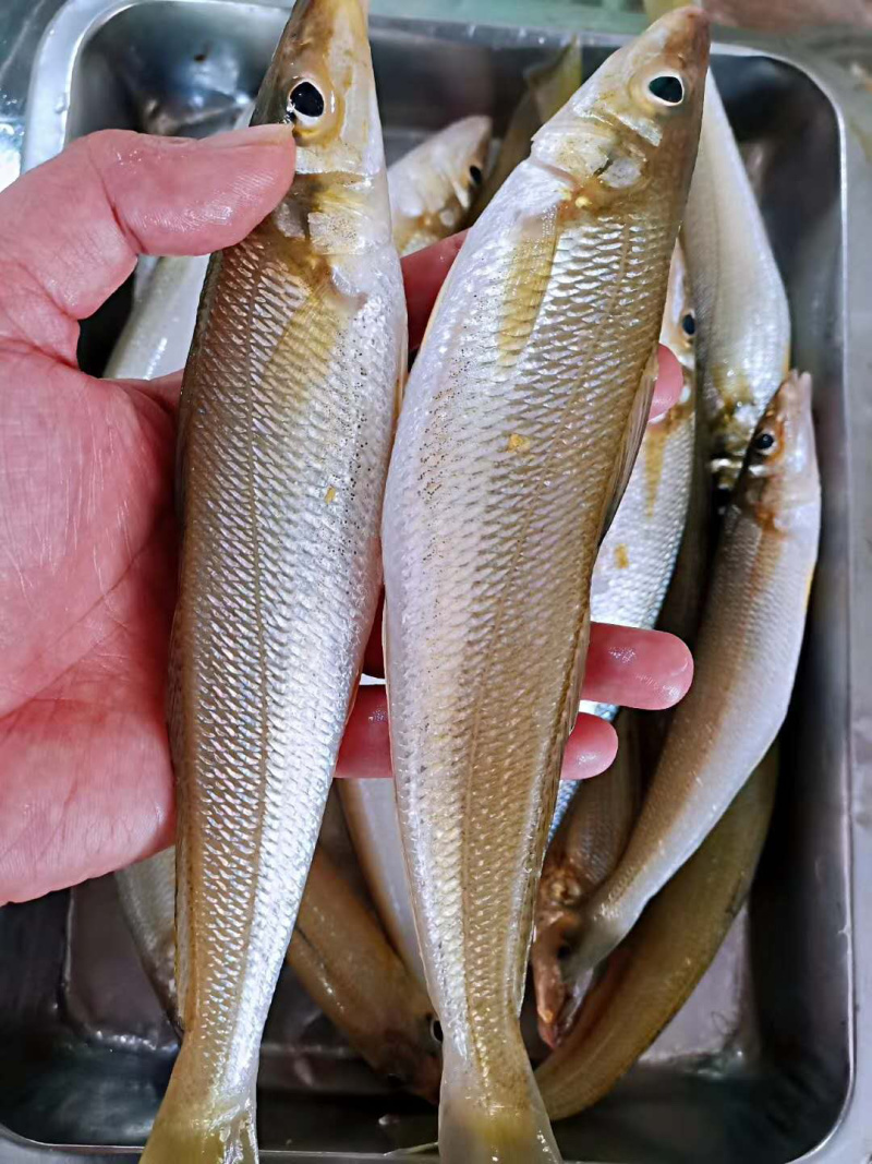 码头新鲜海捕大沙尖鱼批发
