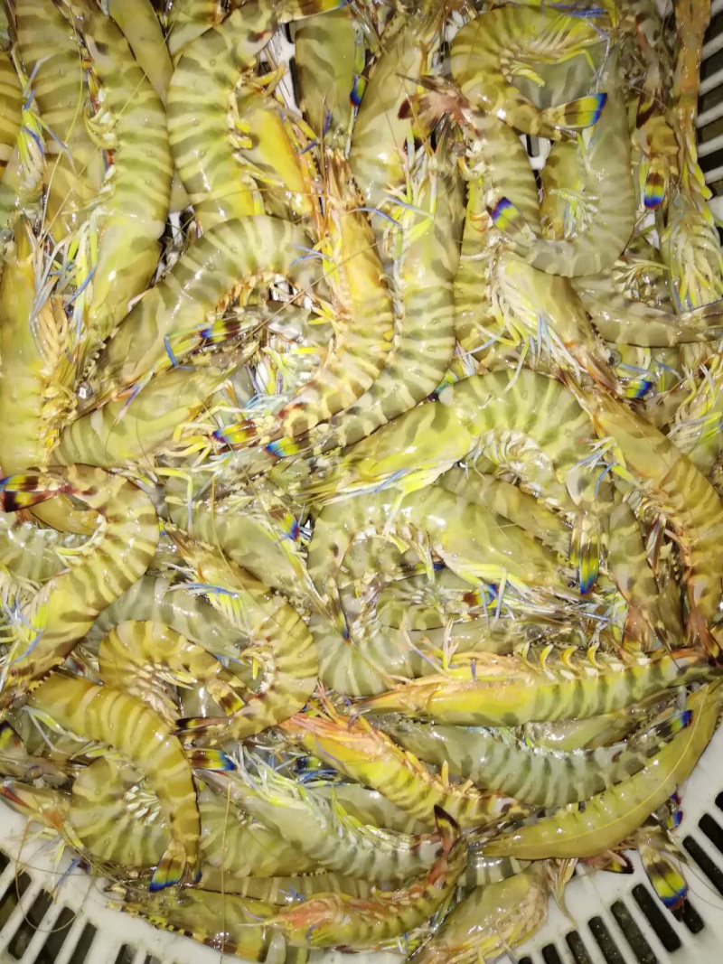 北部湾海捕大花虾码头直供批发