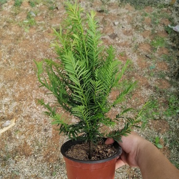 红豆杉，支持现场视屏看货，龙岩永福基地直销