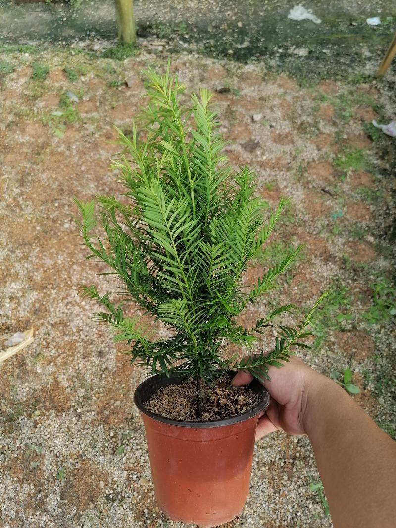 红豆杉，支持现场视屏看货，龙岩永福基地直销