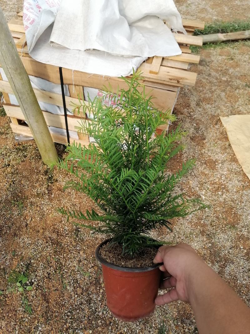 红豆杉，支持现场视屏看货，龙岩永福基地直销