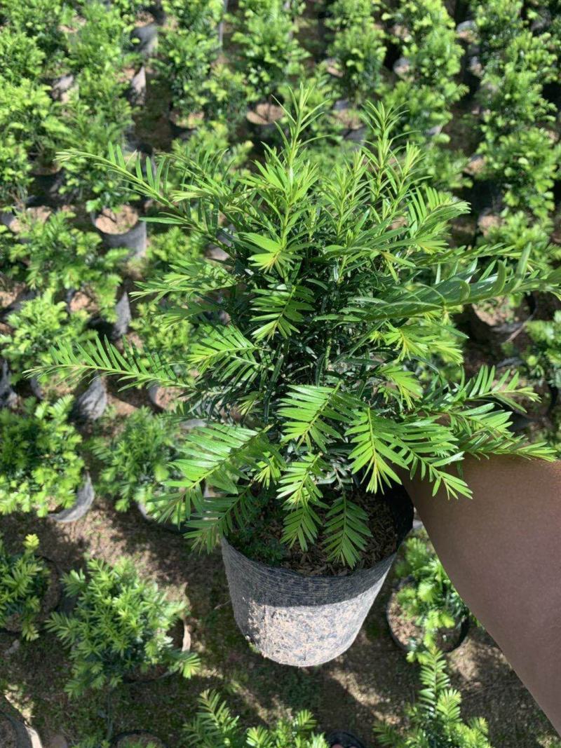 红豆杉，支持现场视屏看货，龙岩永福基地直销