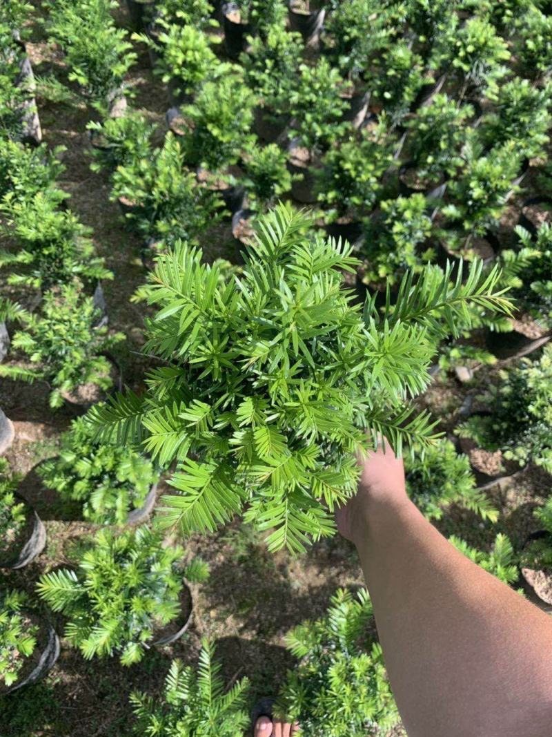 红豆杉，支持现场视屏看货，龙岩永福基地直销