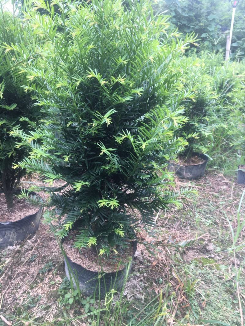 红豆杉，支持现场视屏看货，龙岩永福基地直销