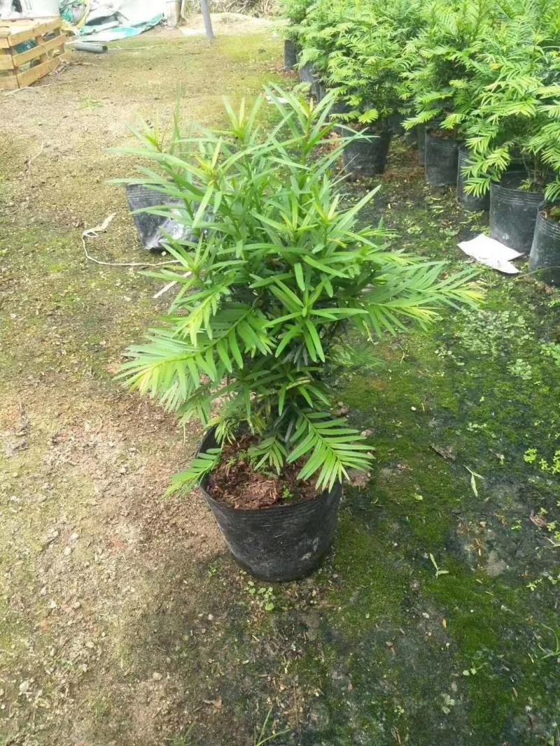 红豆杉，支持现场视屏看货，龙岩永福基地直销